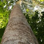 Terminalia ivorensis Kabuk
