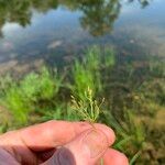 Fimbristylis autumnalis Blüte