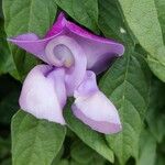 Vigna speciosa Flower