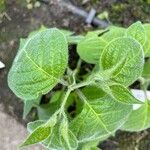 Capsicum pubescens ഇല