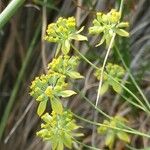 Bupleurum alpigenum 花