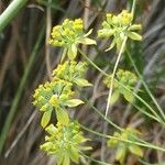 Bupleurum alpigenum പുഷ്പം