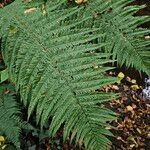 Dryopteris affinis Lapas