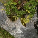 Alchemilla alpigena Blüte
