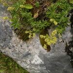 Alchemilla alpigena Flower