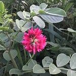 Sulla coronaria Flower