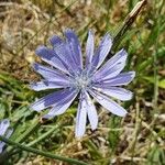 Cichorium endiviaFlower