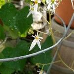 Saxifraga stolonifera फूल