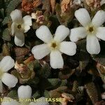 Androsace hausmannii 花