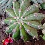 Echinopsis oxygona Листок