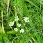 Cicuta bulbifera 叶