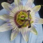 Passiflora caeruleaLorea