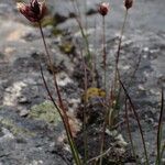 Juncus triglumis Celota