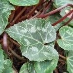 Cyclamen repandum Leaf