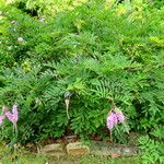Indigofera decora Hábito