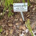 Sequoiadendron giganteum Other