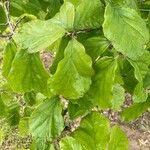 Hamamelis virginianaFolha