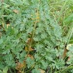 Peucedanum alsaticum Leaf