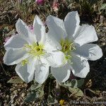 Eulobus californicus Flower