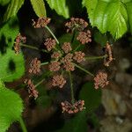 Thaspium trifoliatum Blüte