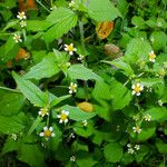 Galinsoga quadriradiata Costuma