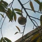 Annona reticulata Fruto