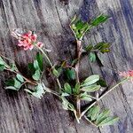 Indigofera hirsuta Kwiat