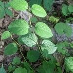 Lonicera hirsuta Frunză
