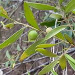 Persoonia mollis 葉