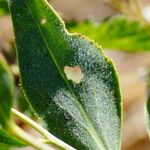 Lepidium latifolium Hoja