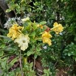 Brunfelsia americana फूल