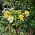 Brunfelsia americana Fleur