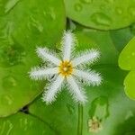 Nymphoides indica Flor