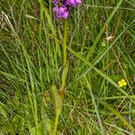 Dactylorhiza majalisपत्ता