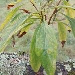 × Chitalpa tashkentensis Fuelha