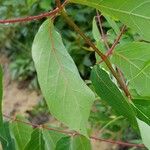 Apocynum androsaemifolium Leaf