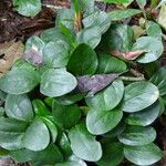 Picralima nitida Hoja