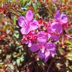 Centradenia inaequilateralis Flor