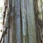 Fitzroya cupressoides Kabuk