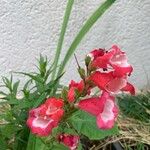 Penstemon hartwegii Flower