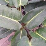 Philodendron tatei ᱥᱟᱠᱟᱢ