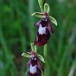 Ophrys insectifera 花