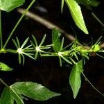 Astraea lobata Leaf