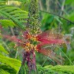 Calliandra houstoniana പുഷ്പം