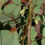 Lespedeza bicolor Bark