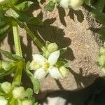 Galium megalospermum Flower