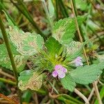 Galeopsis bifidaFlower