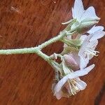 Dombeya rotundifolia Fleur