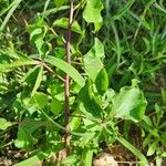 Commiphora baluensis Blatt