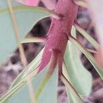 Euphorbia erubescens Bark